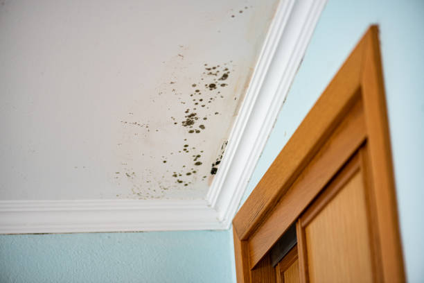 Best Residential Mold Remediation in Bartlett, IL