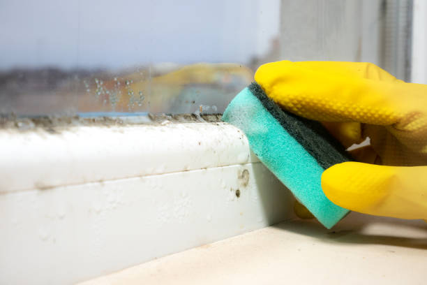Best Bathroom Mold Remediation in Bartlett, IL