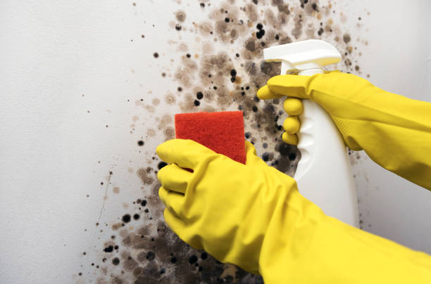 Best Insurance-Related Mold Remediation in Bartlett, IL