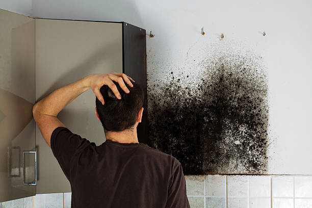 Best Emergency Mold Remediation in Bartlett, IL