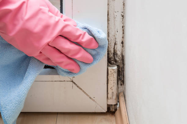 Best Attic Mold Remediation in Bartlett, IL