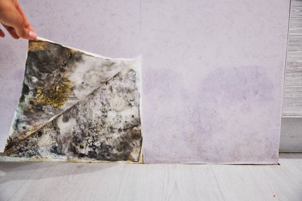 Best Basement Mold Remediation in Bartlett, IL